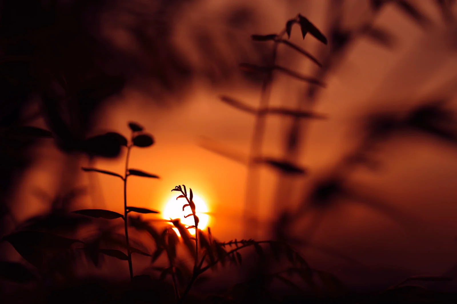 夕日