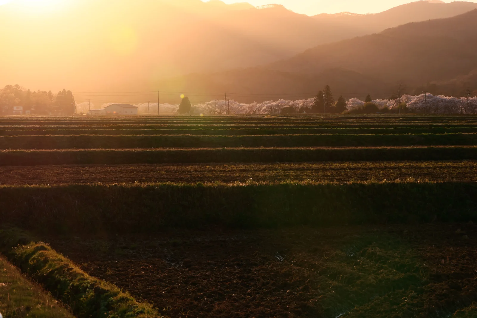 棚田に差し込む夕日