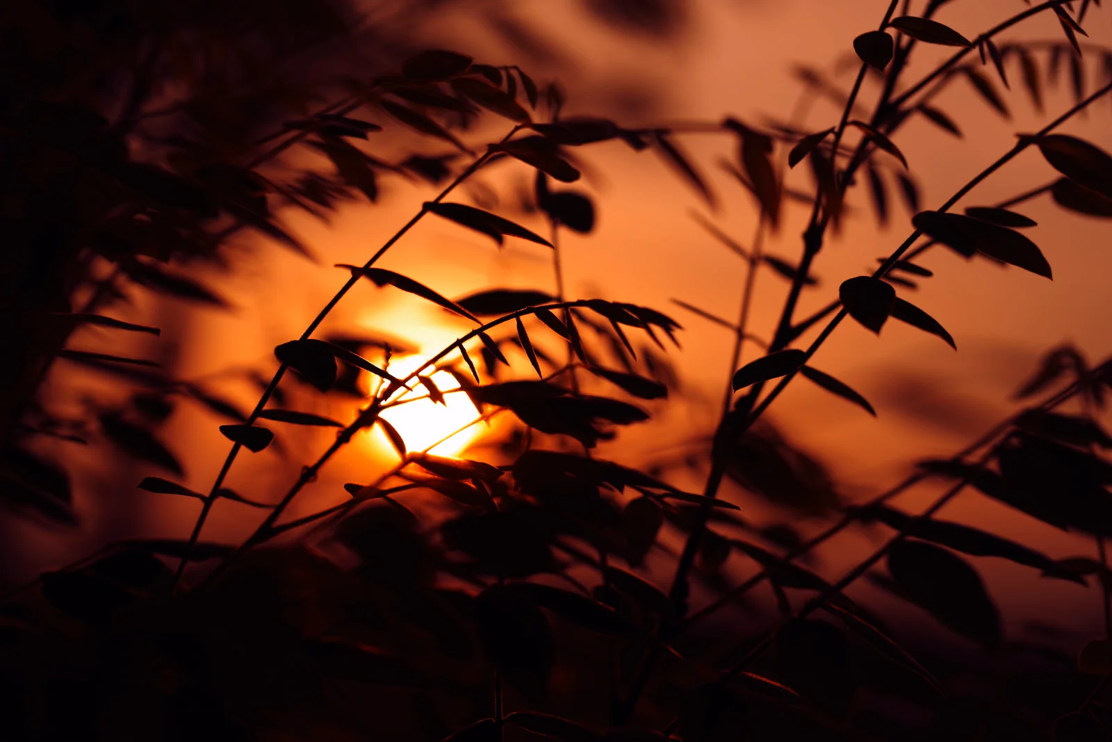 木々の枝の隙間から垣間見える夕日